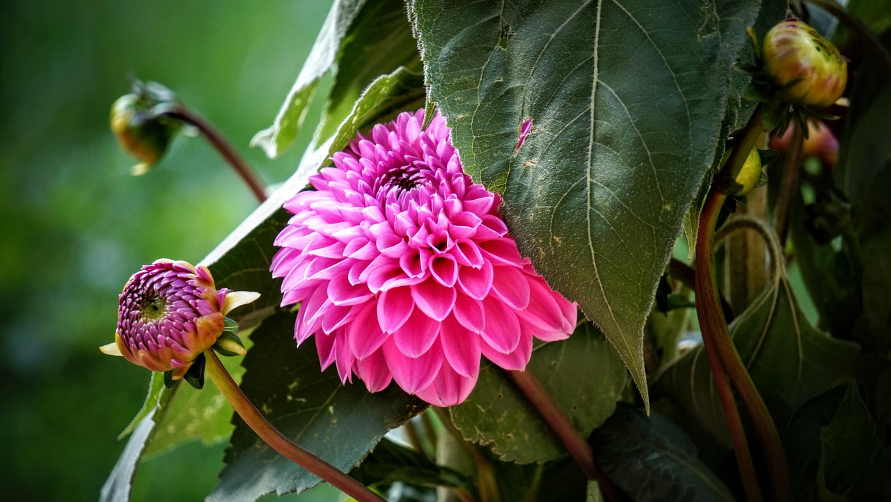 寧鄉(xiāng)黎愛(ài)蓮的最新動(dòng)態(tài)，蓮花依舊引領(lǐng)人心