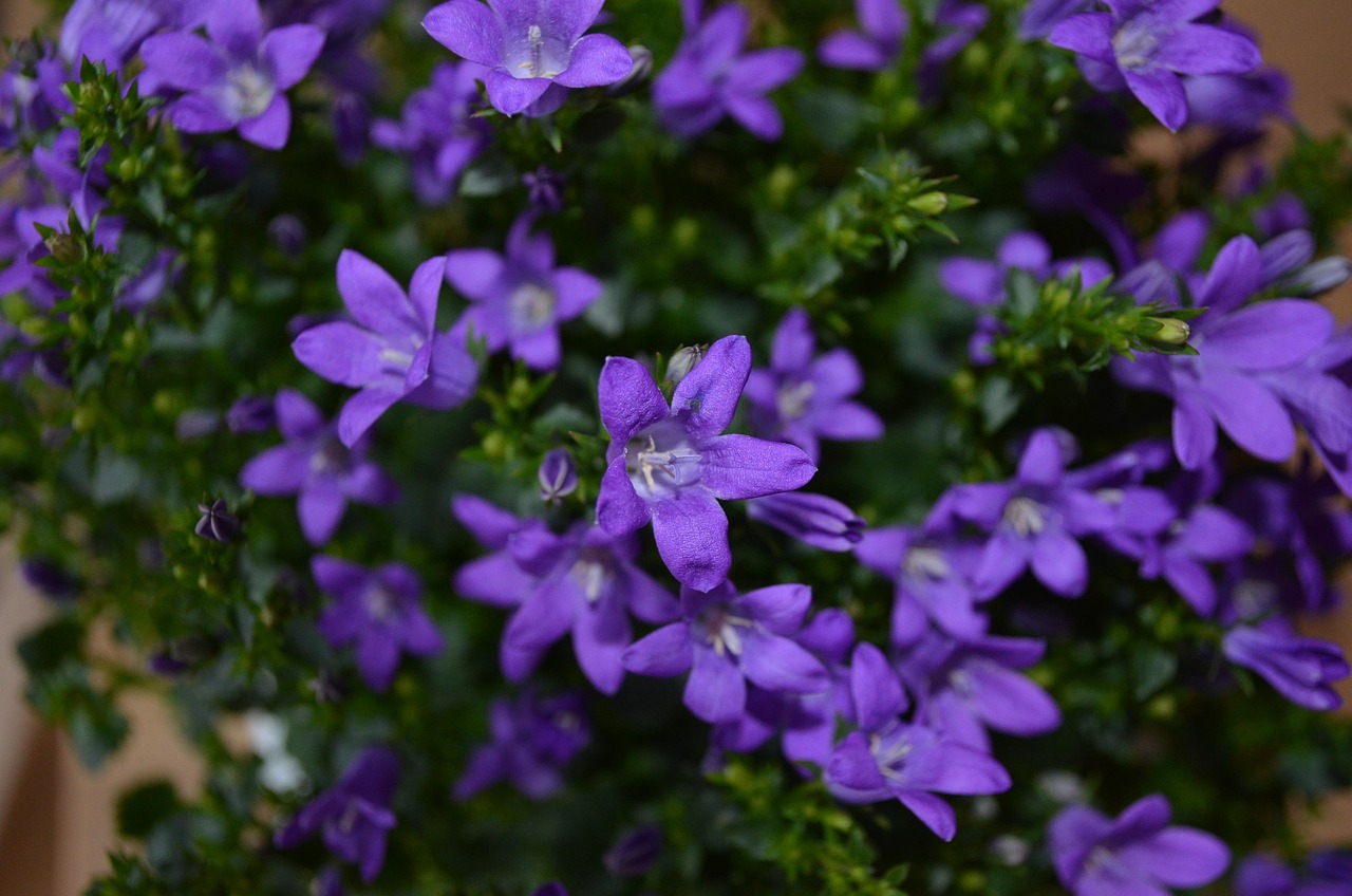 燕郊四季花都最新動(dòng)態(tài)，城市未來之花綻放，花朵與都市共成長