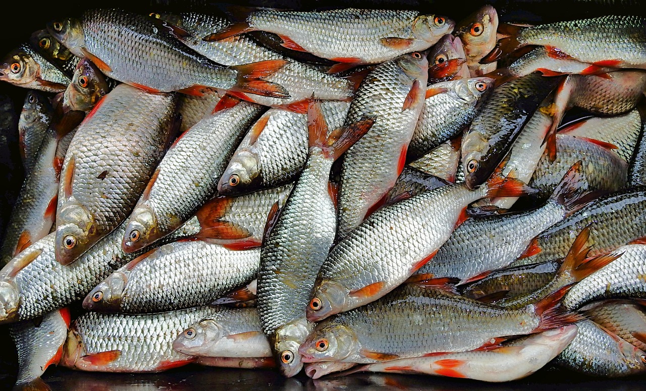浦魚(yú)達(dá)人最新版本下載，全新功能與特色體驗(yàn)