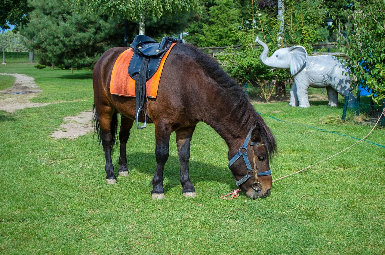 深圳野生動(dòng)物園游玩攻略，最新整理指南