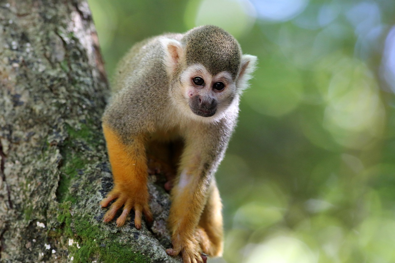 長春野生動物園展現(xiàn)自然魅力的新篇章揭秘